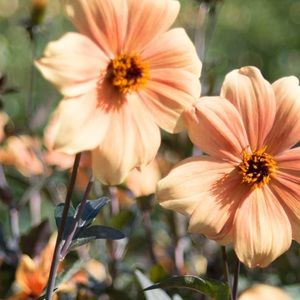 Meet your Posher, Helena